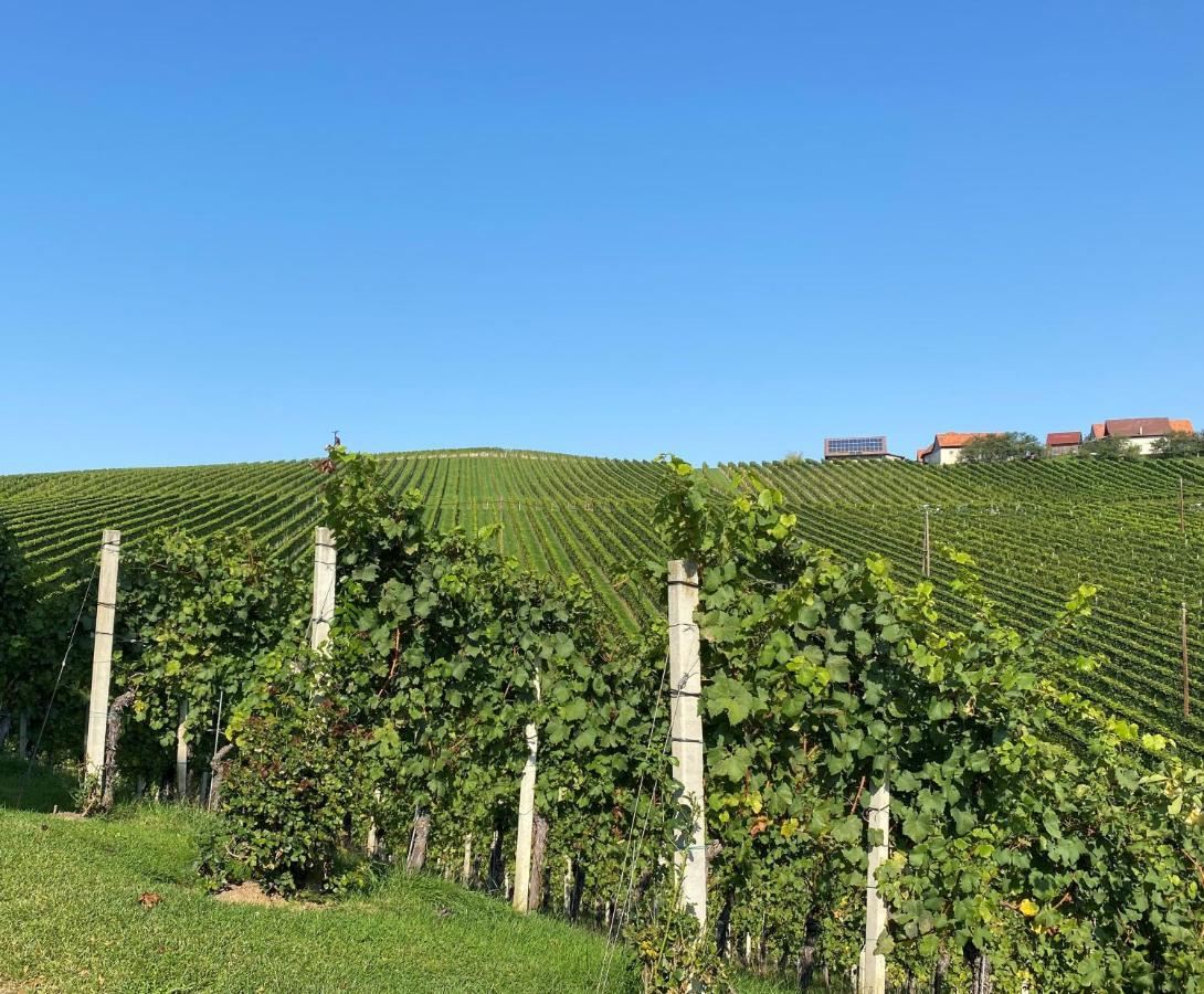 Wein Kultur Flavia Solva